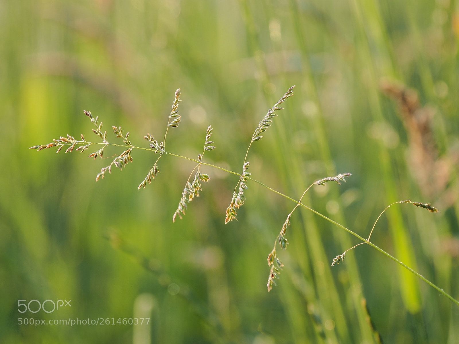 Olympus OM-D E-M5 II sample photo. Grass am felde photography