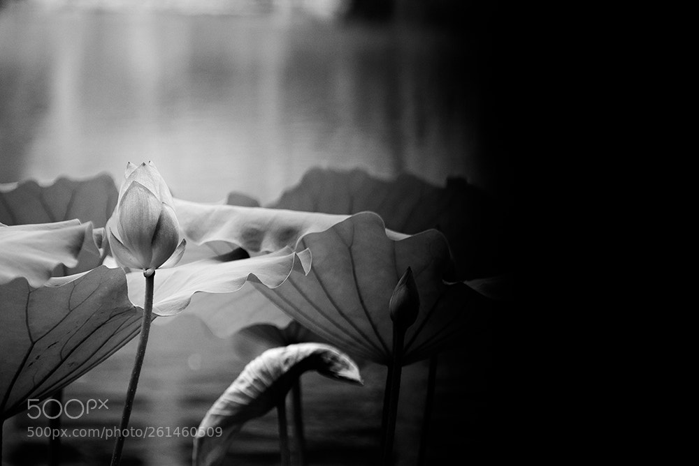 Nikon D750 sample photo. Lotus photography