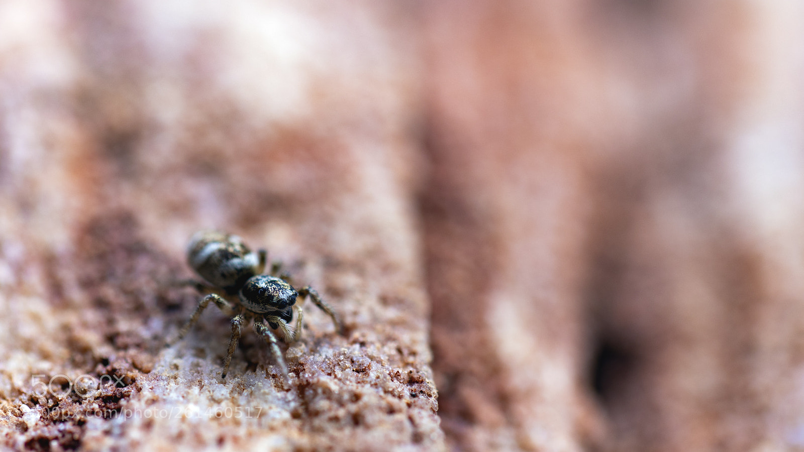 Canon EOS 80D sample photo. Jumping spider photography