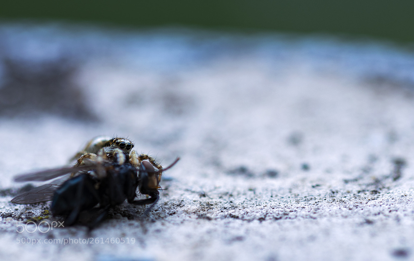 Canon EOS 80D sample photo. Nomnomnom photography