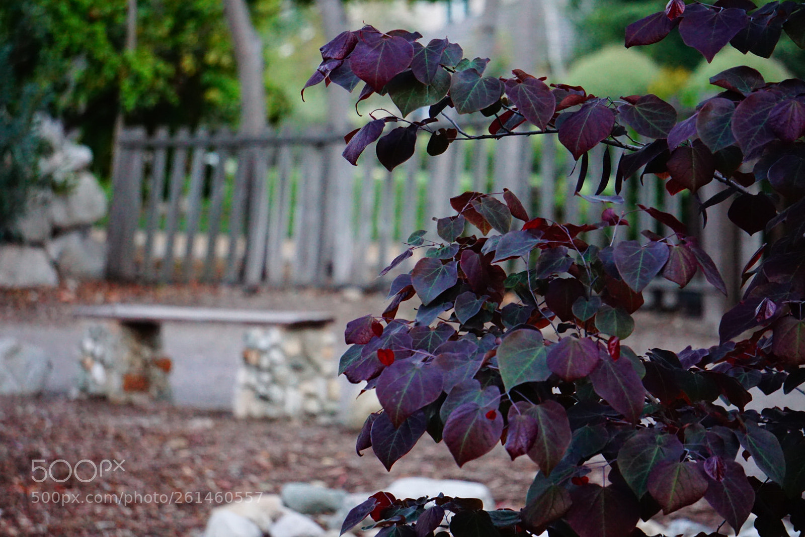Sony a6000 sample photo. Seasons change photography