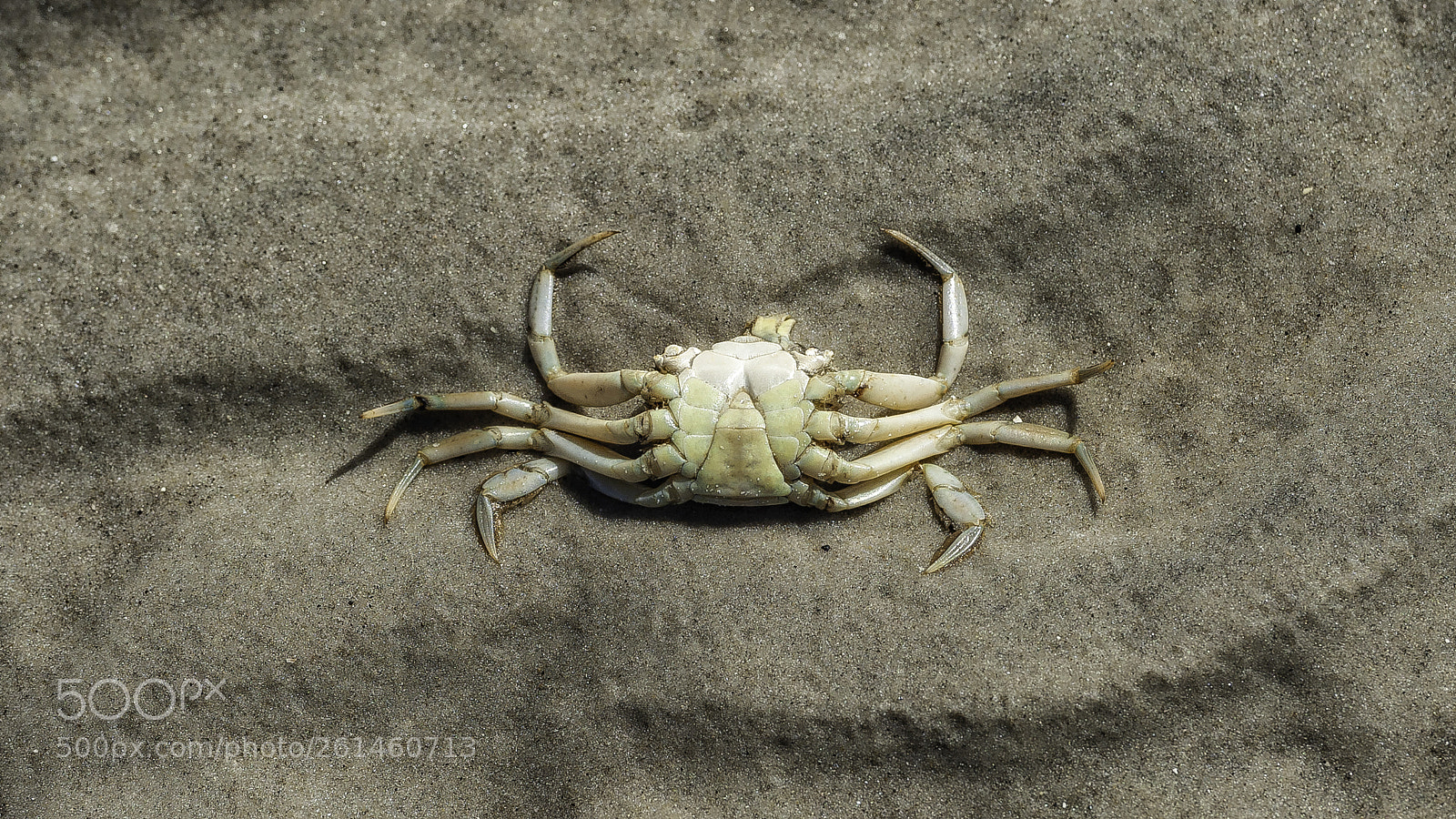 Nikon D700 sample photo. "shell on the beach" photography