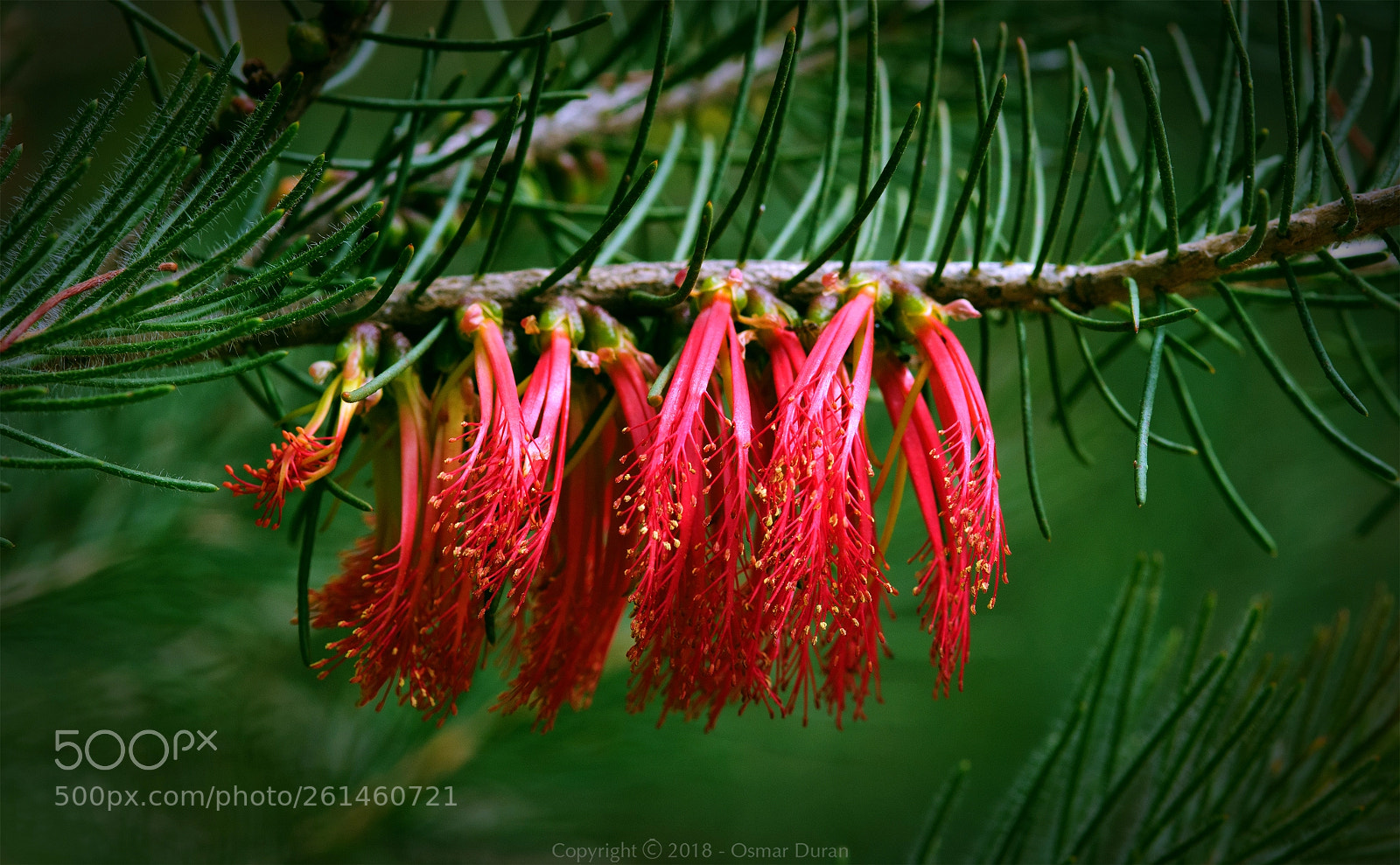 Nikon D300 sample photo. Hanging beauty photography