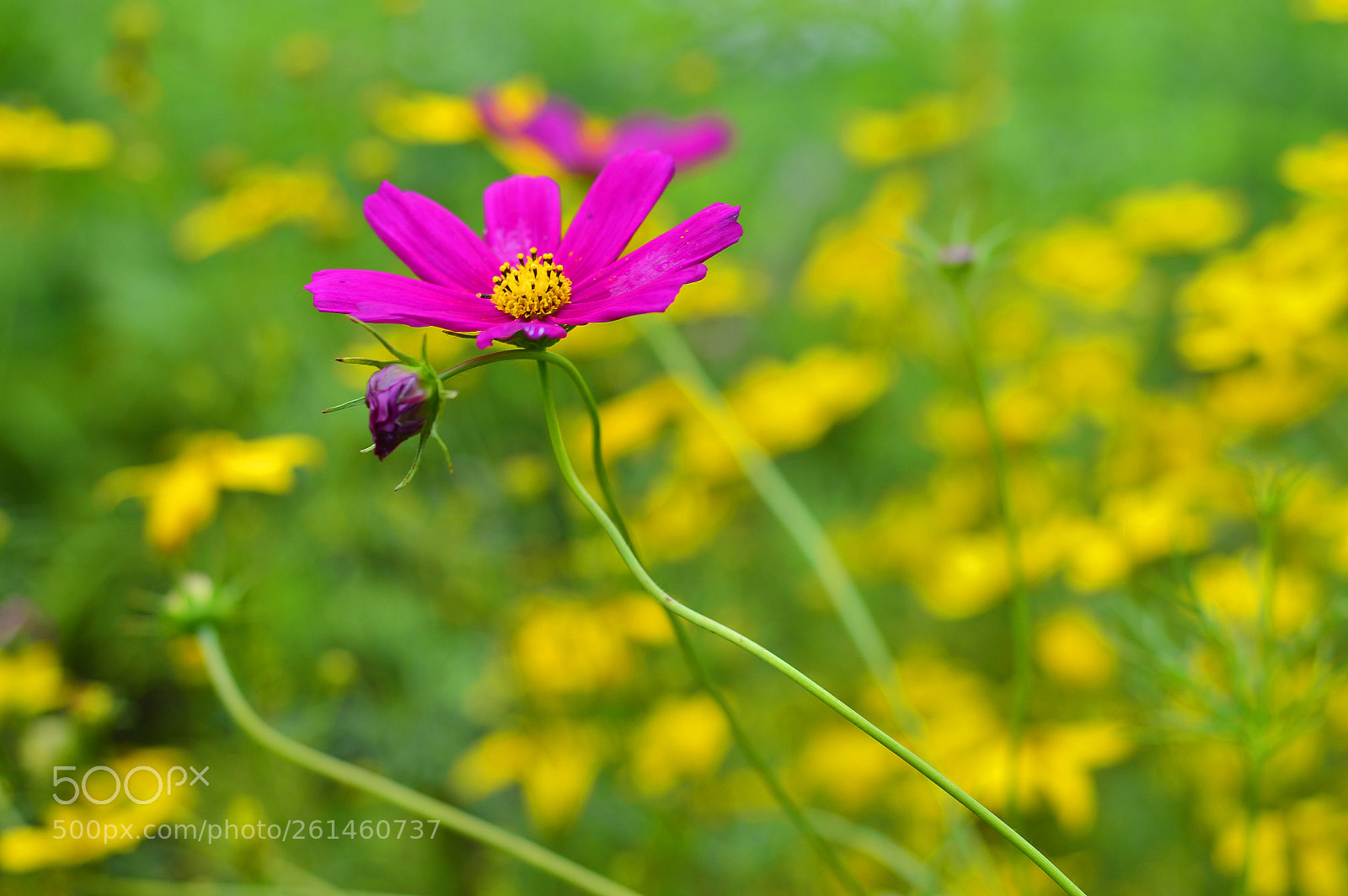Nikon D3200 sample photo. Summer nature02......macro photography