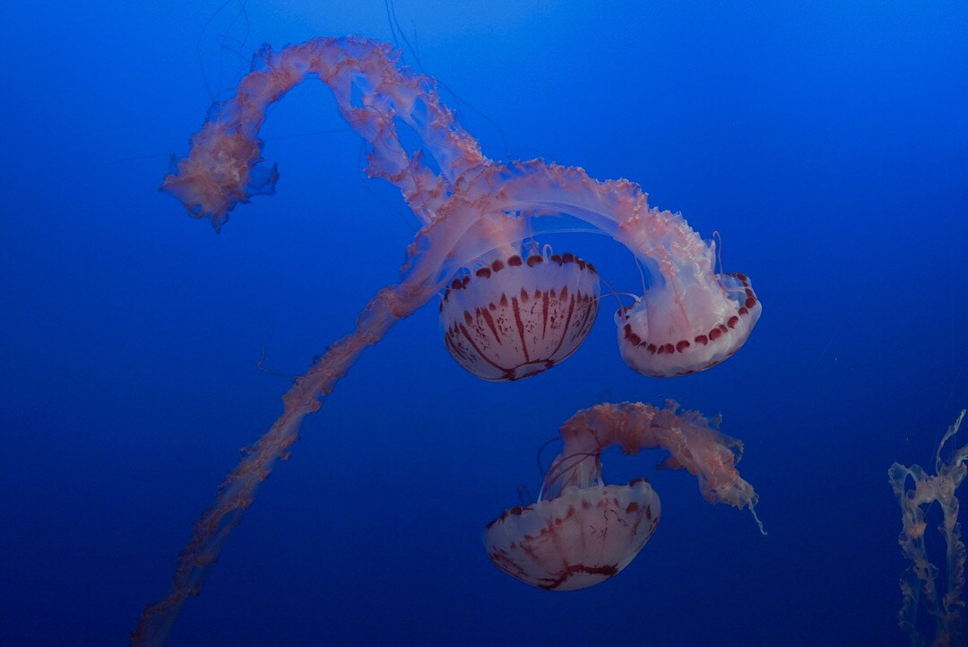 Sony a6500 sample photo. Jellies photography