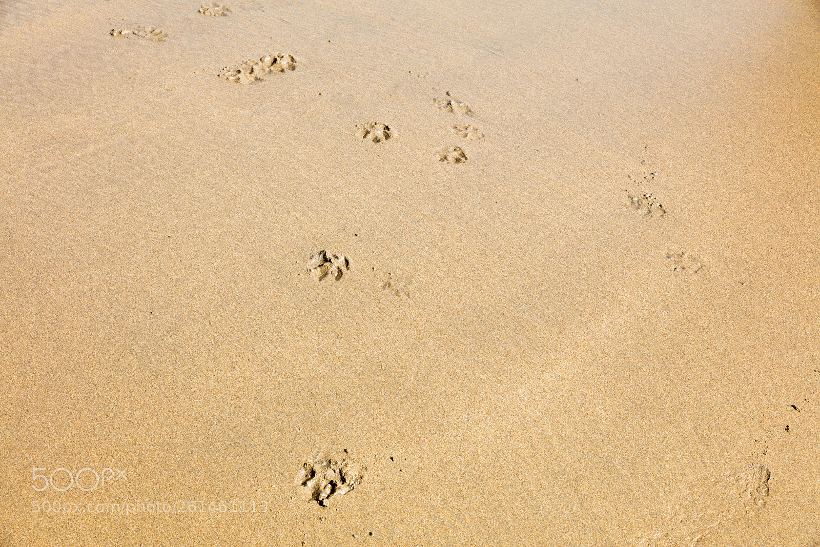 Canon EOS 5DS R sample photo. Footprints on the sand photography