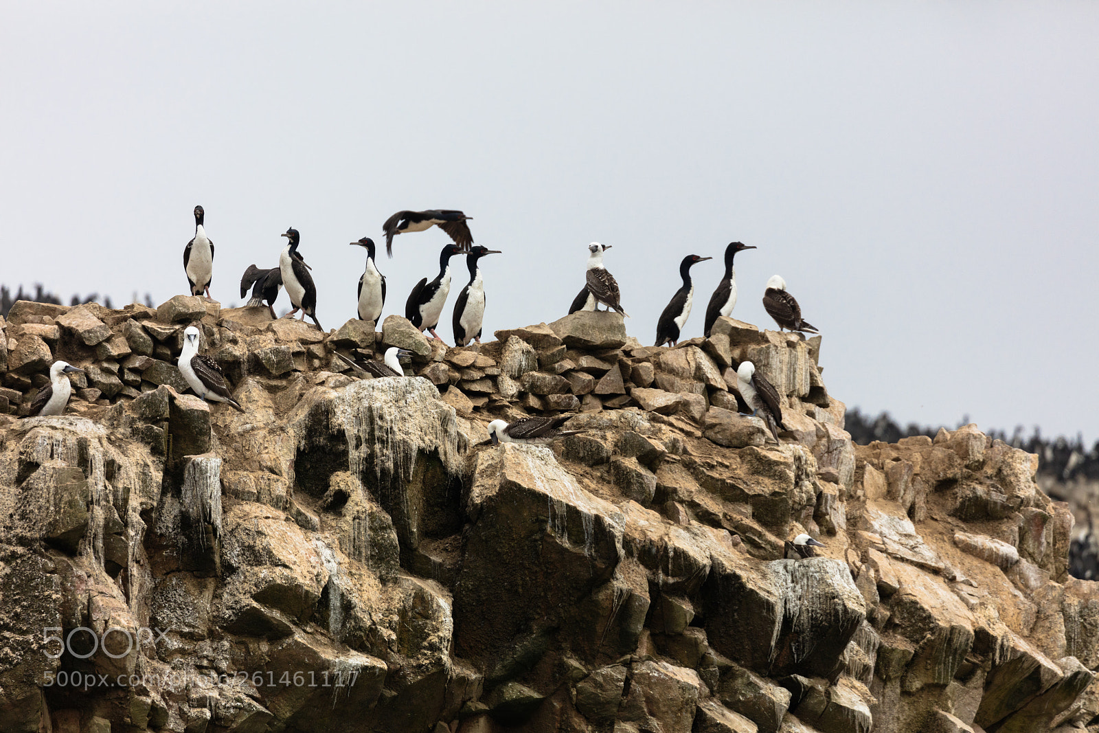 Canon EOS 5DS R sample photo. Ballestas islands, perù photography