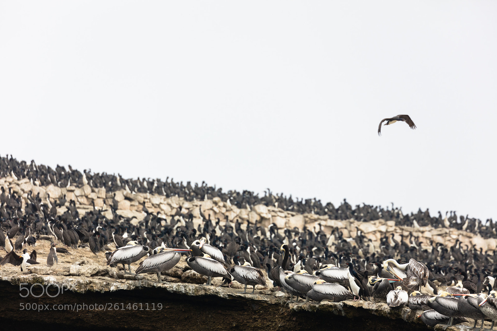 Canon EOS 5DS R sample photo. Ballestas islands, perù photography