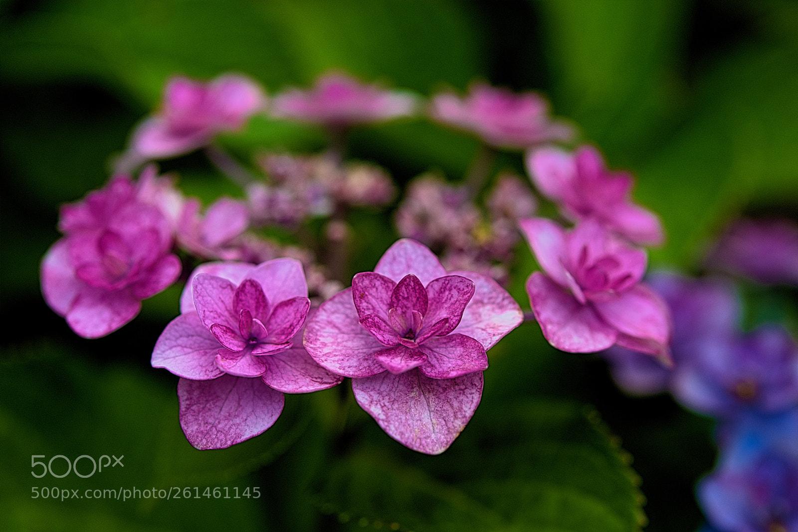Nikon D800E sample photo. Hydraulic ring photography