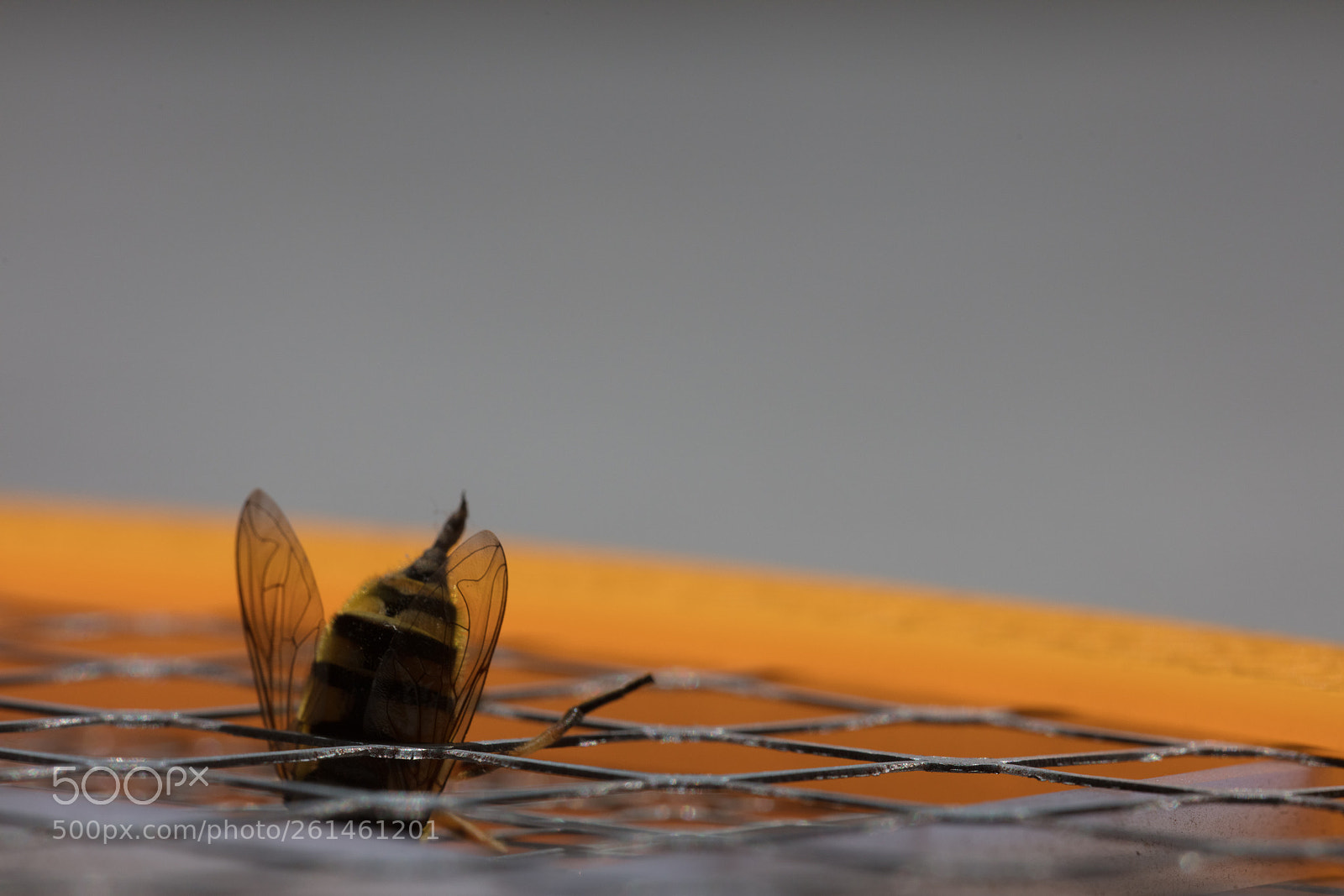 Canon EOS 5DS R sample photo. Macro bee sting photography