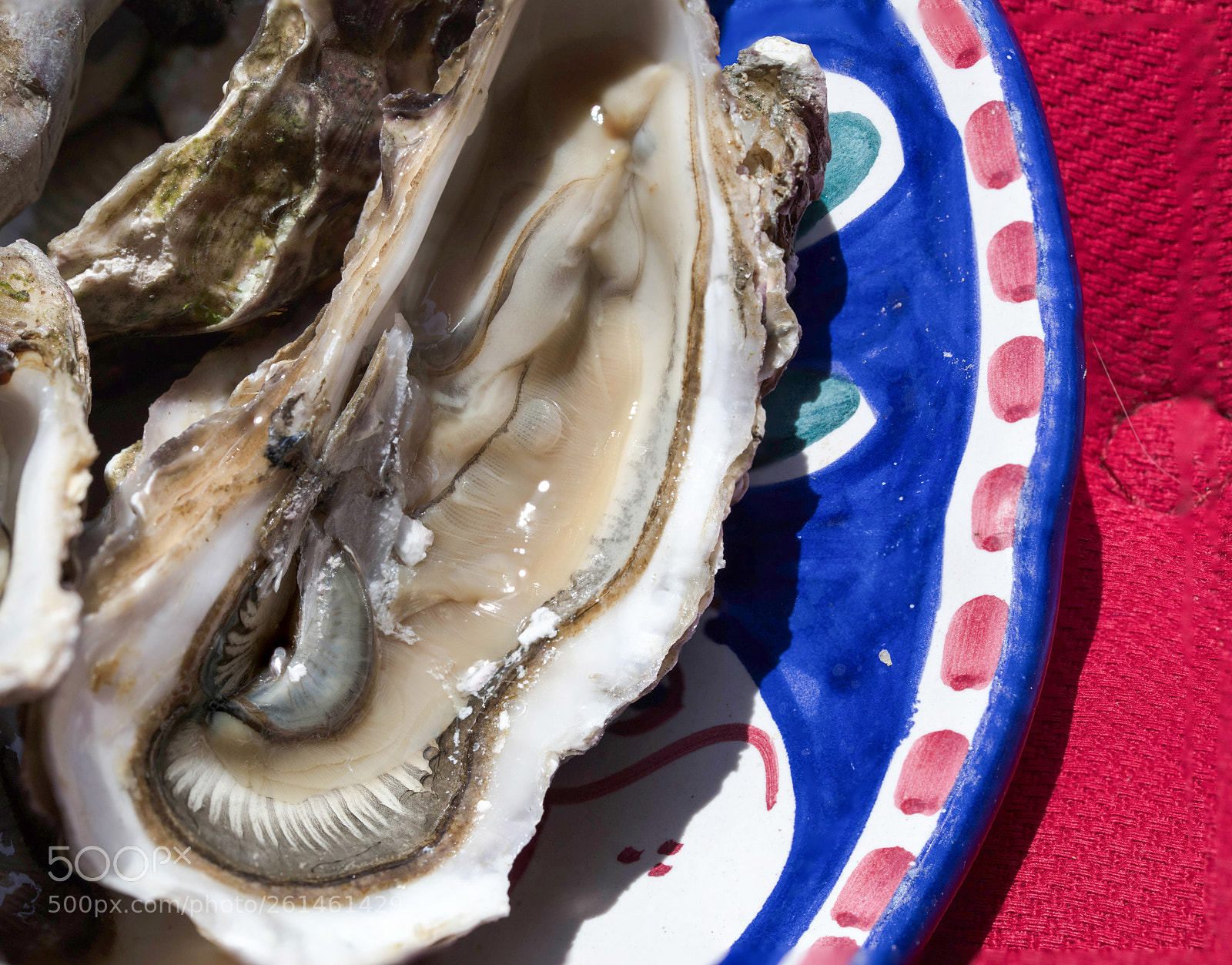 Canon EOS 5DS R sample photo. Oyster, close up photography