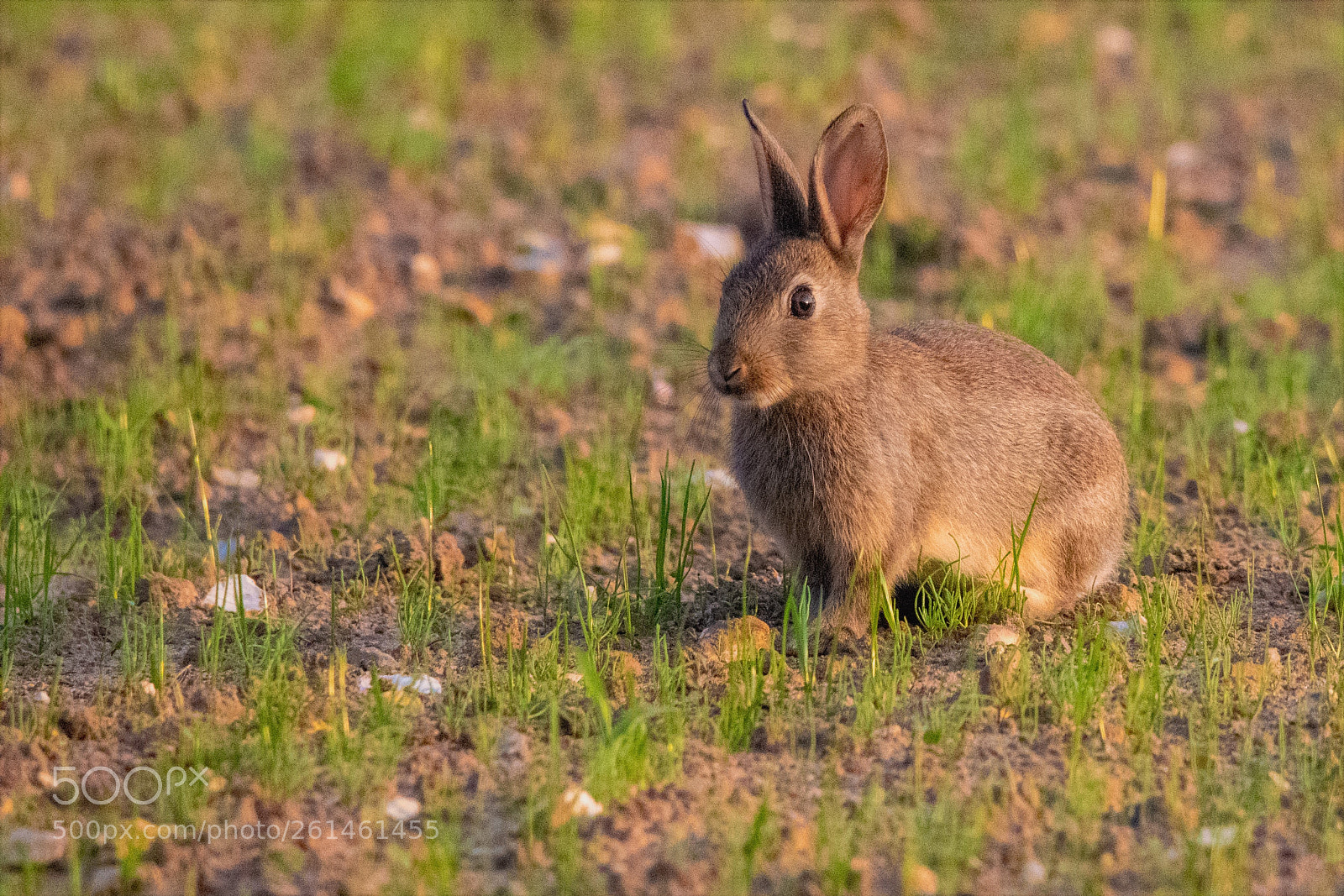 Nikon D3300 sample photo. Cute bunny photography