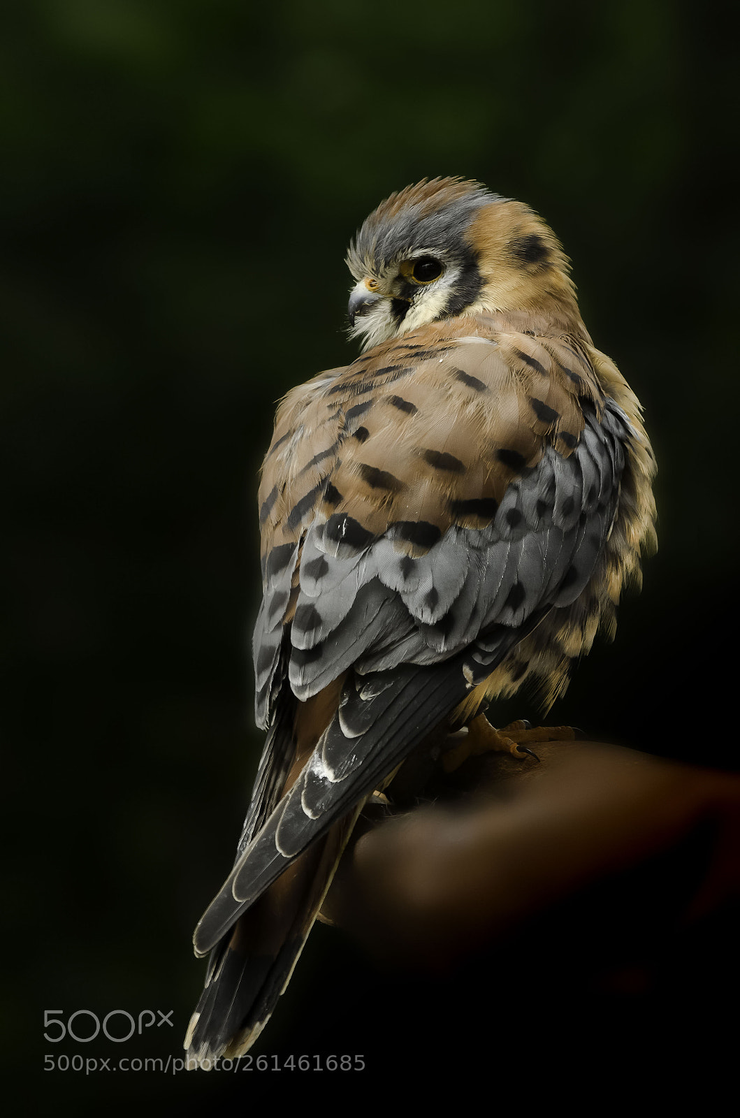 Nikon D7000 sample photo. American kestrel photography