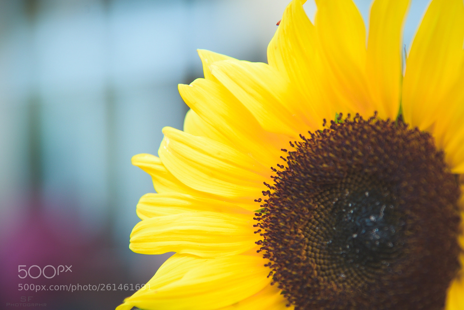 Nikon D750 sample photo. Sunflower - 159/365 (yellow) photography