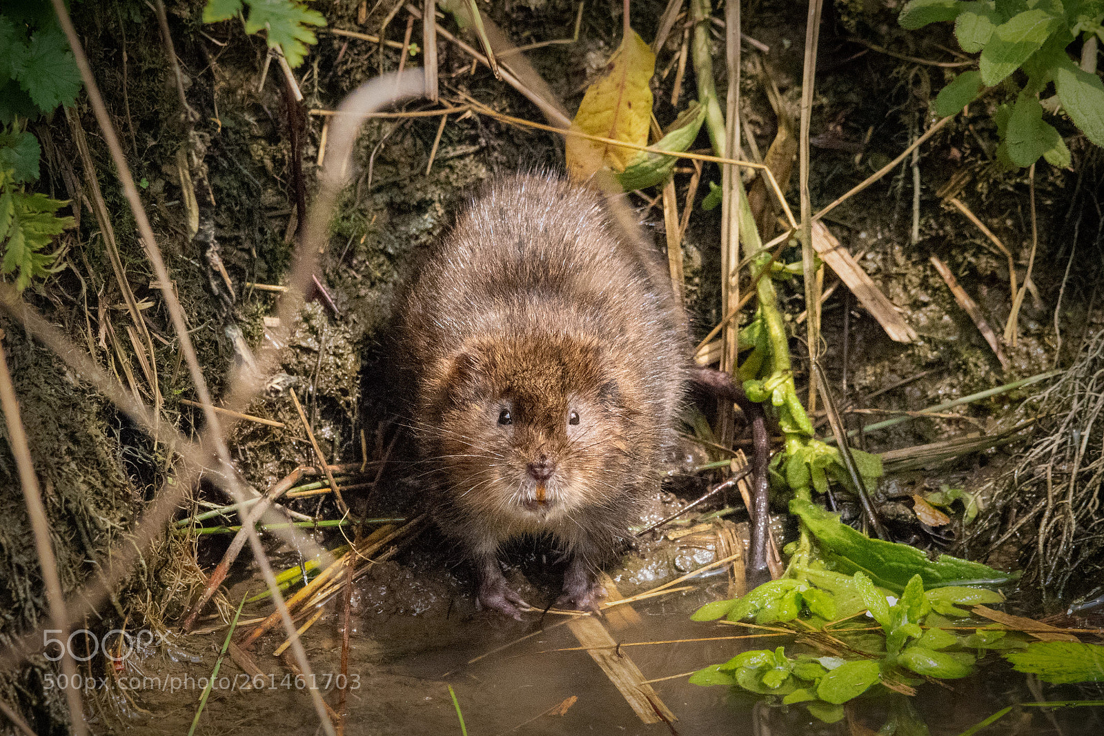 Nikon D3300 sample photo. Water vole photography