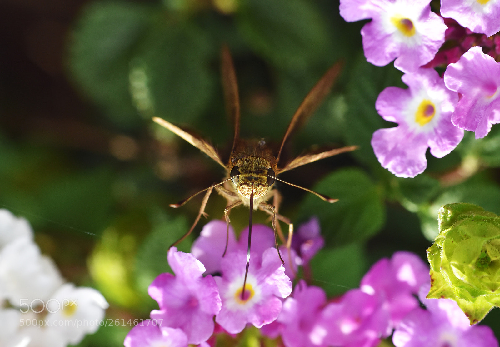 Nikon D7200 sample photo. Lunch time photography