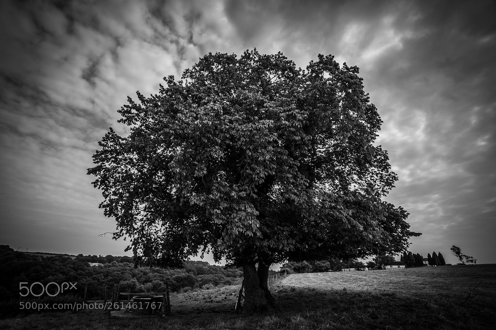 Canon EOS 6D sample photo. Tree photography