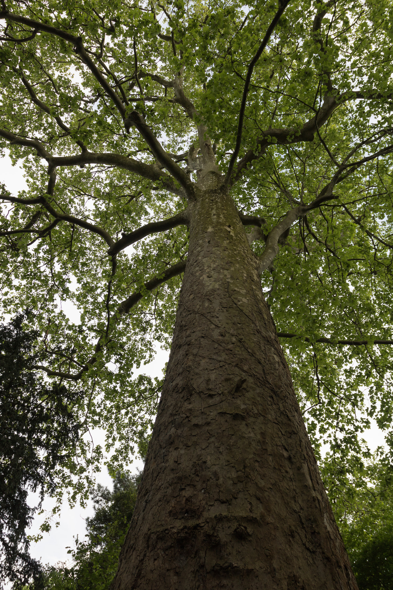 Canon EOS 760D (EOS Rebel T6s / EOS 8000D) sample photo. L'arbre photography