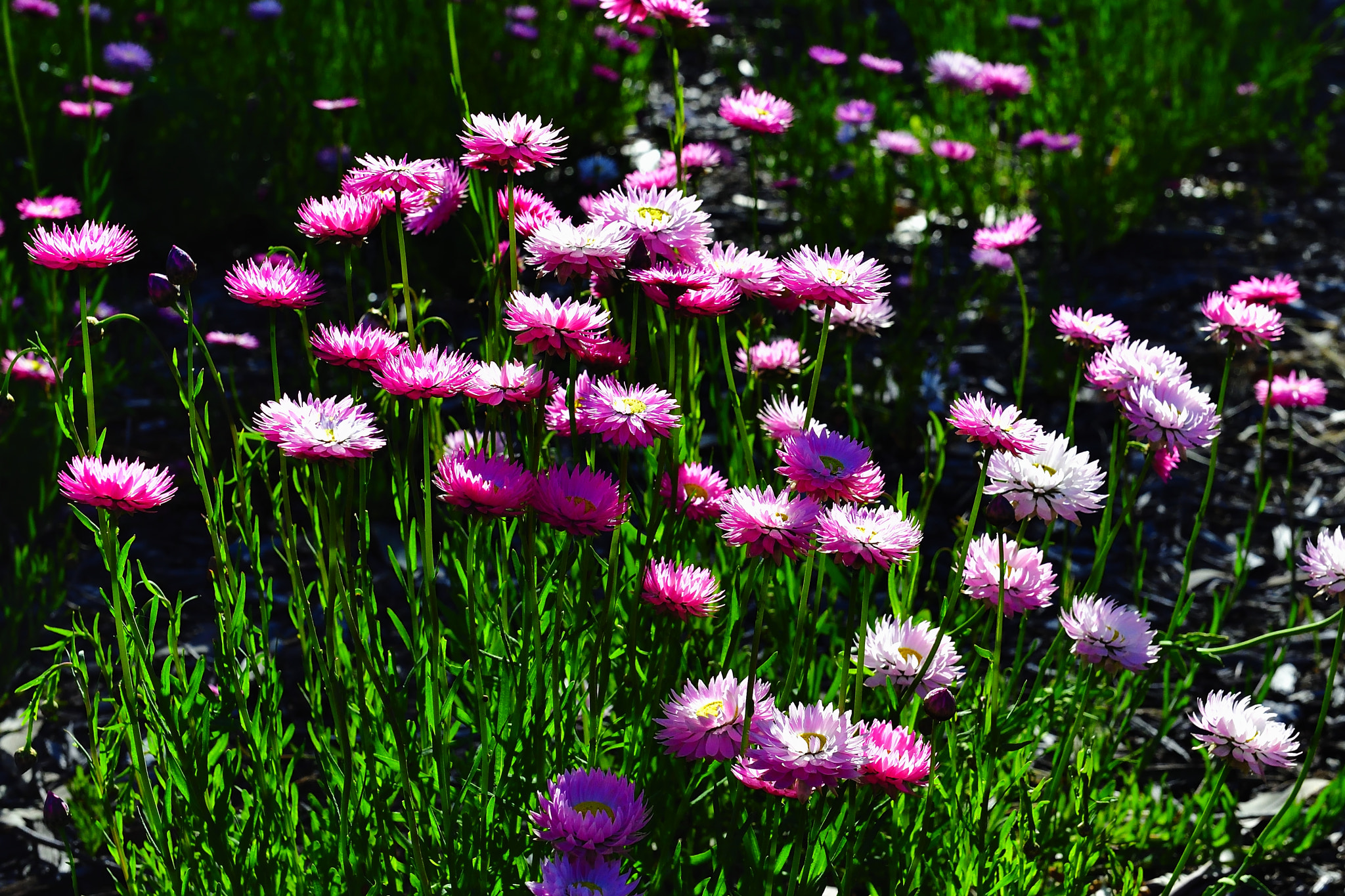 Nikon D5 sample photo. Bright photography