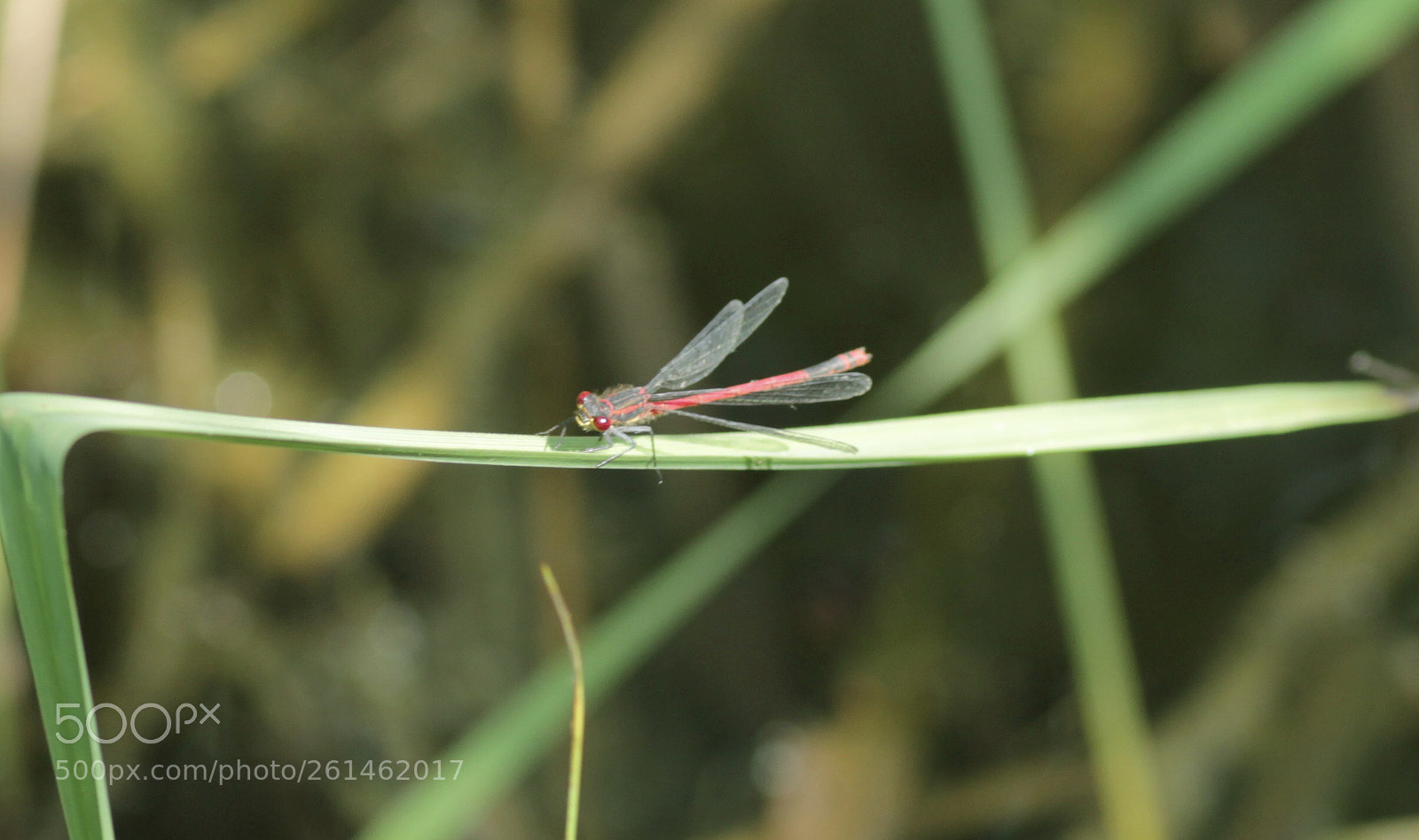 Canon EOS 1100D (EOS Rebel T3 / EOS Kiss X50) sample photo. Resting in the sun? photography