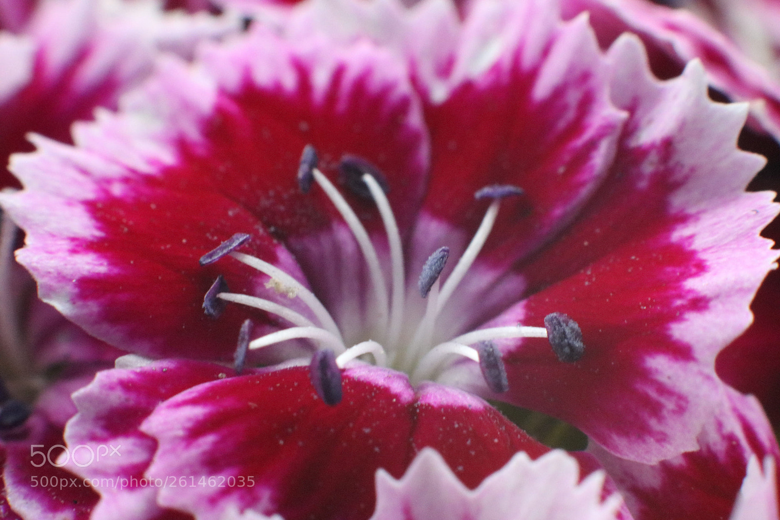 Canon EOS 750D (EOS Rebel T6i / EOS Kiss X8i) sample photo. Flower  photography