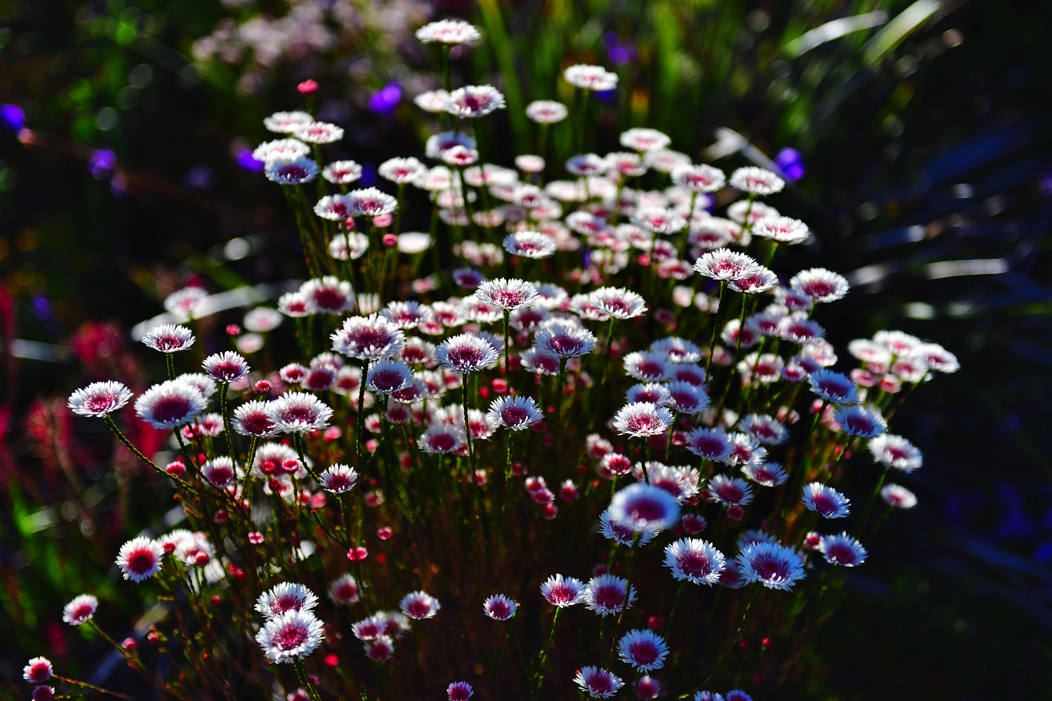 Nikon D5 sample photo. Bloom photography