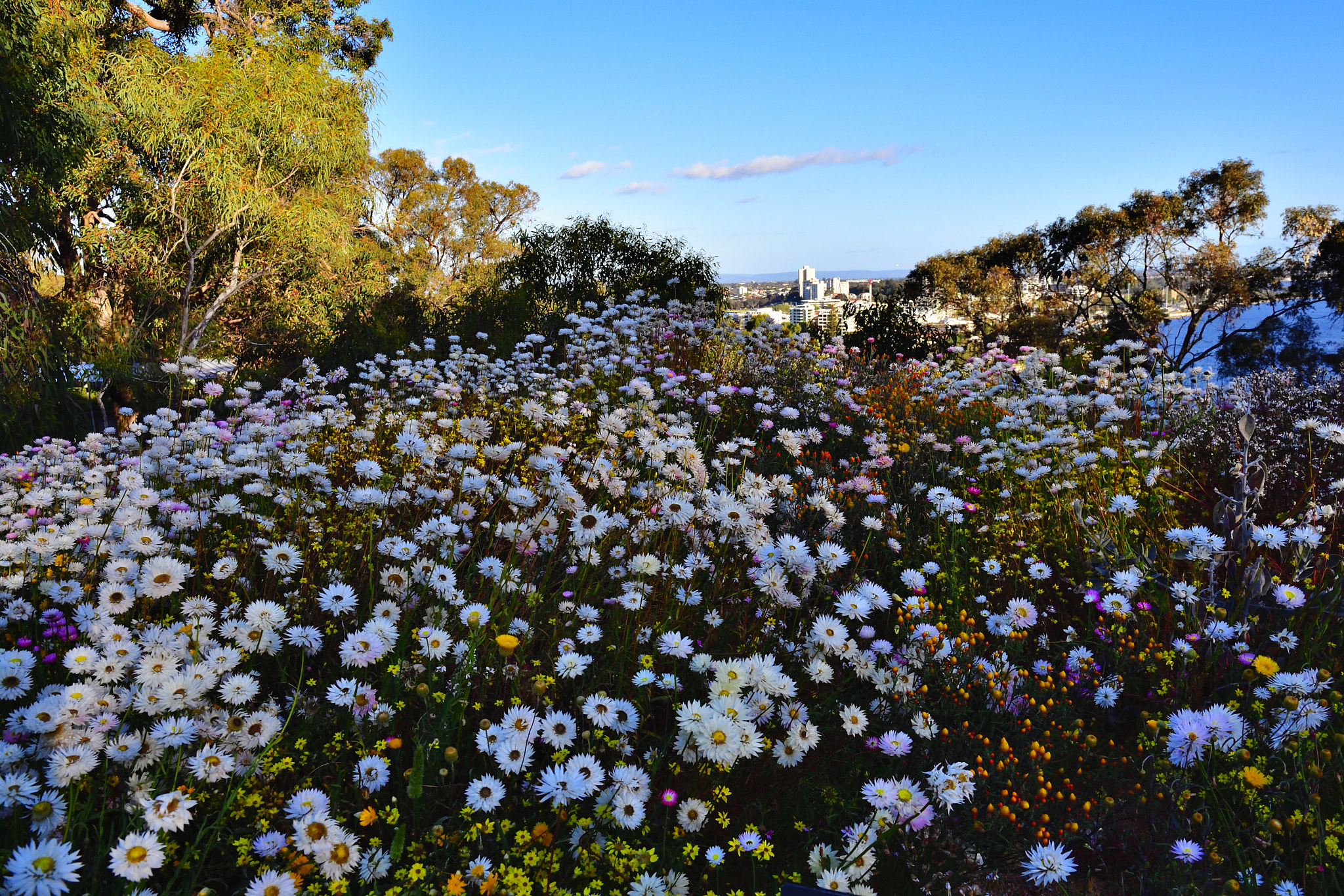 Nikon D5 sample photo. Path photography