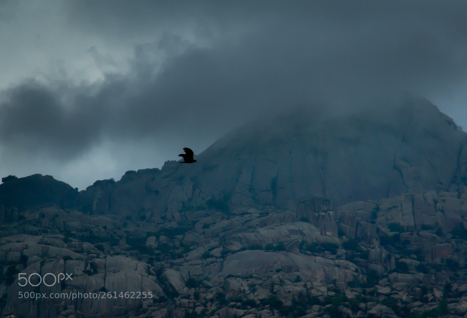 Pentax K10D sample photo. The flight of the photography