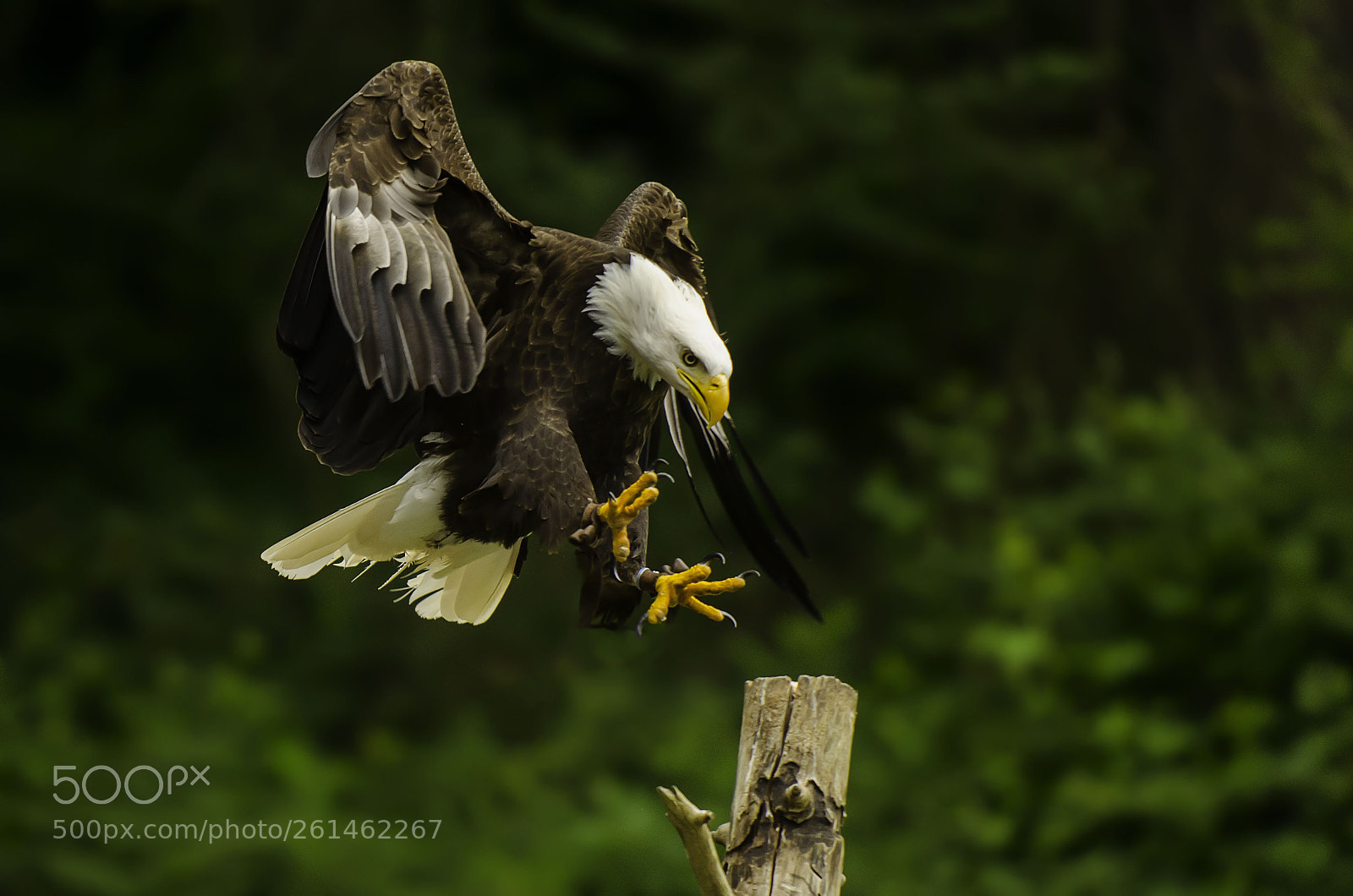 Nikon D7000 sample photo. Bald eagle landing photography