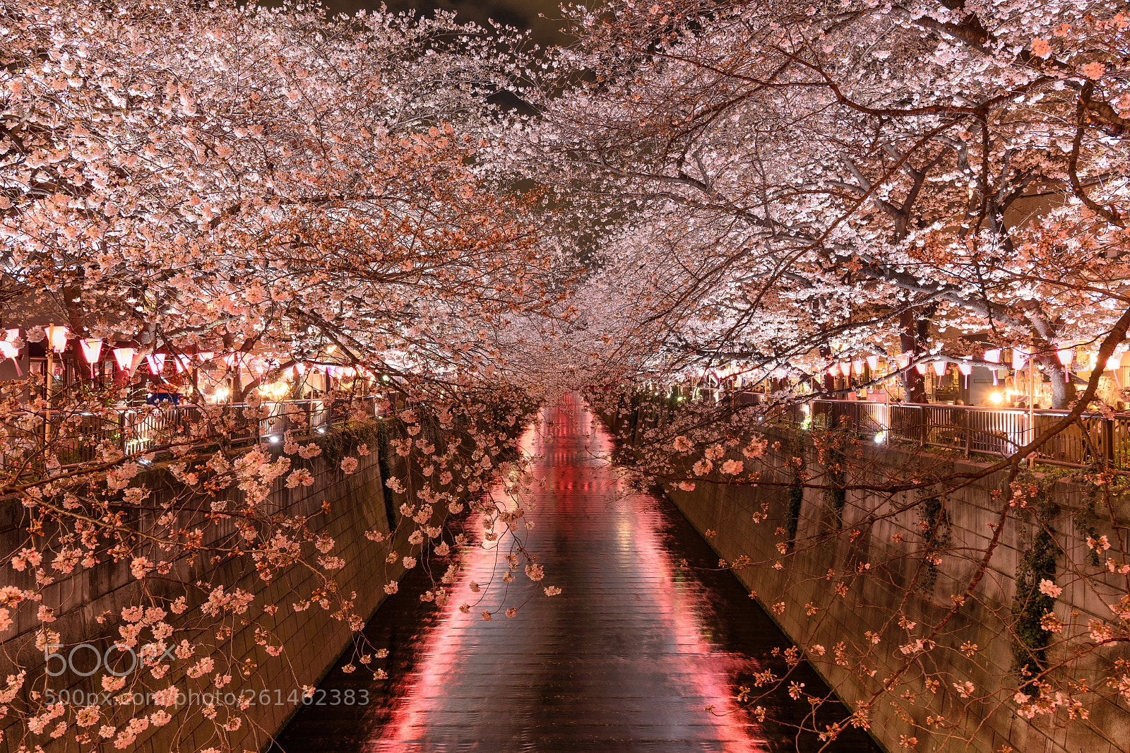 Nikon D850 sample photo. Full bloom cherry blossoms photography