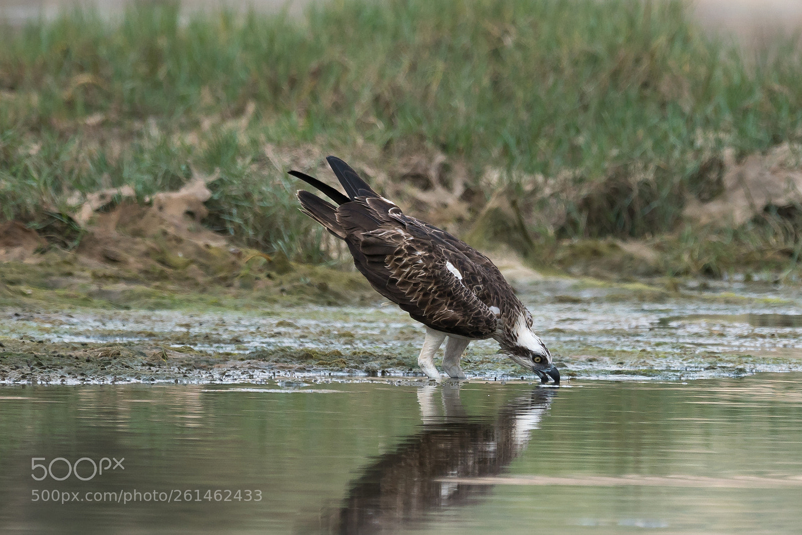 Sony a7R II sample photo. Thirsty osprey photography