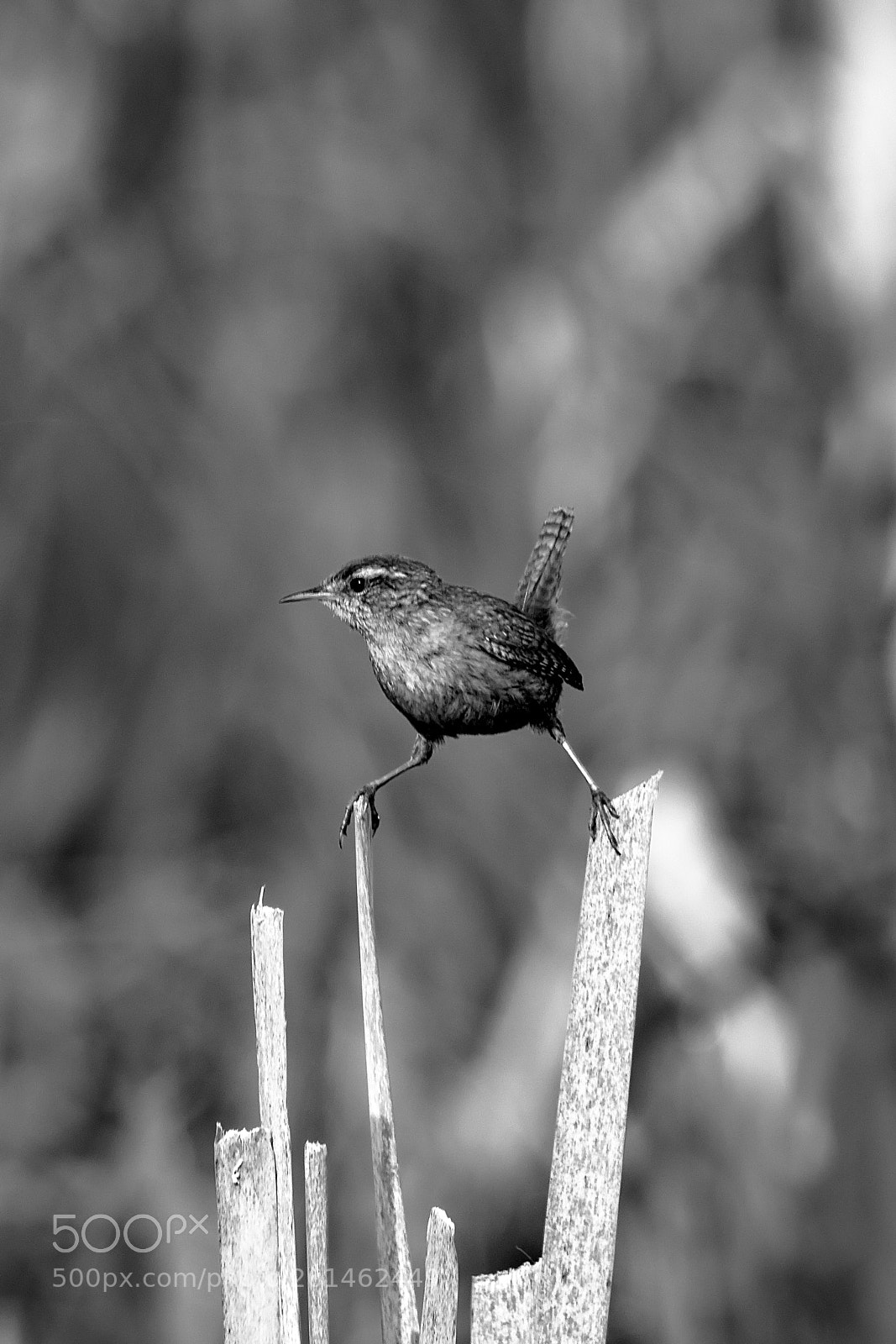 Canon EOS 7D Mark II sample photo. Astride b&w.jpg photography