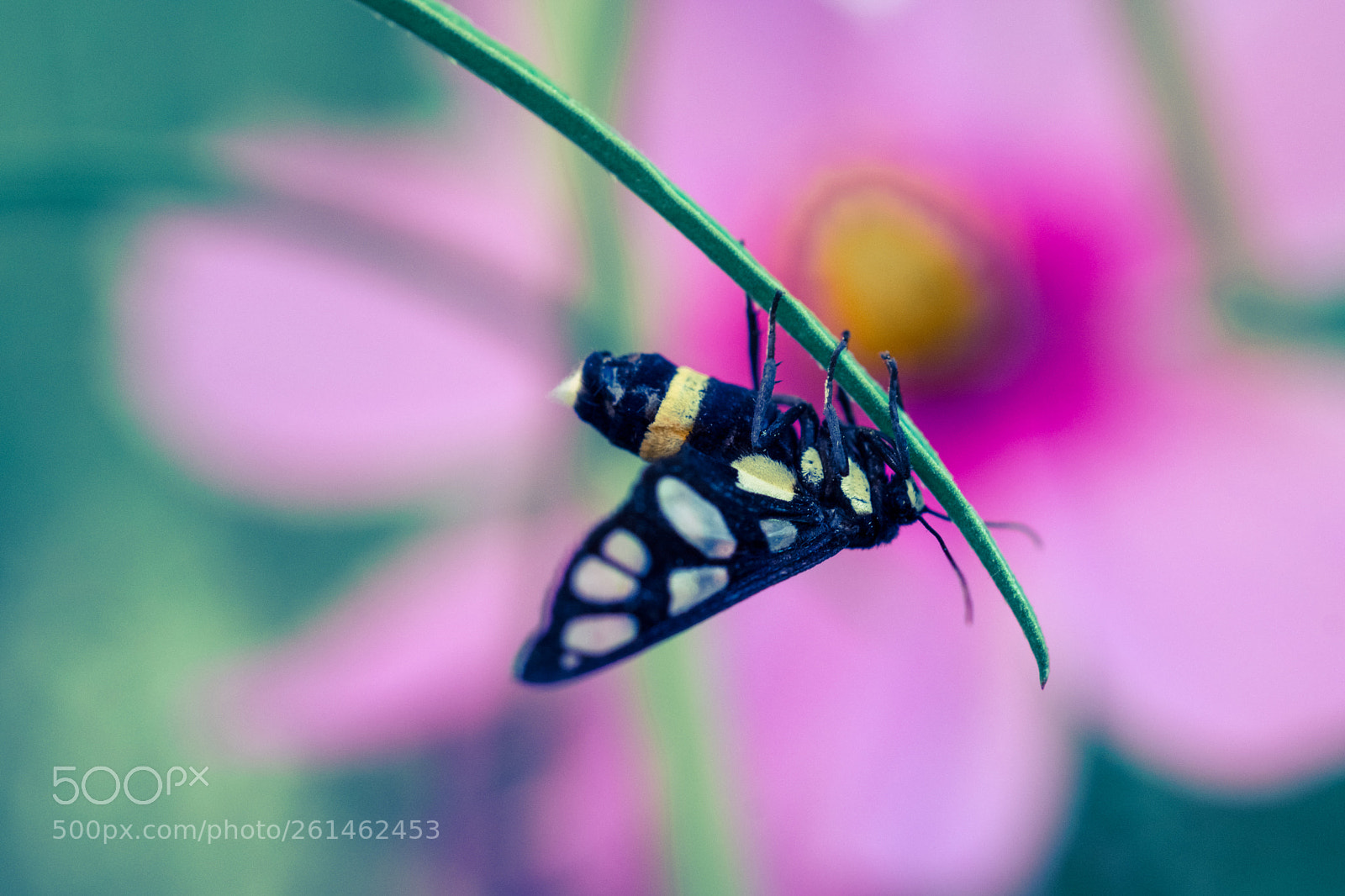 Sony SLT-A77 sample photo. Butterfly island photography