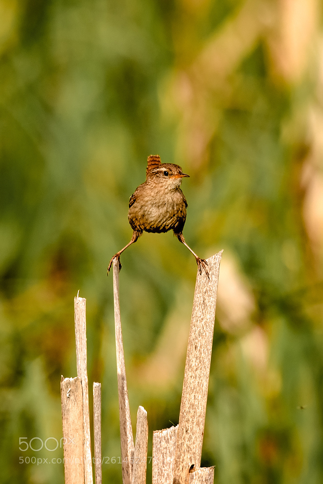 Canon EOS 7D Mark II sample photo. Aaand stretch!.jpg photography