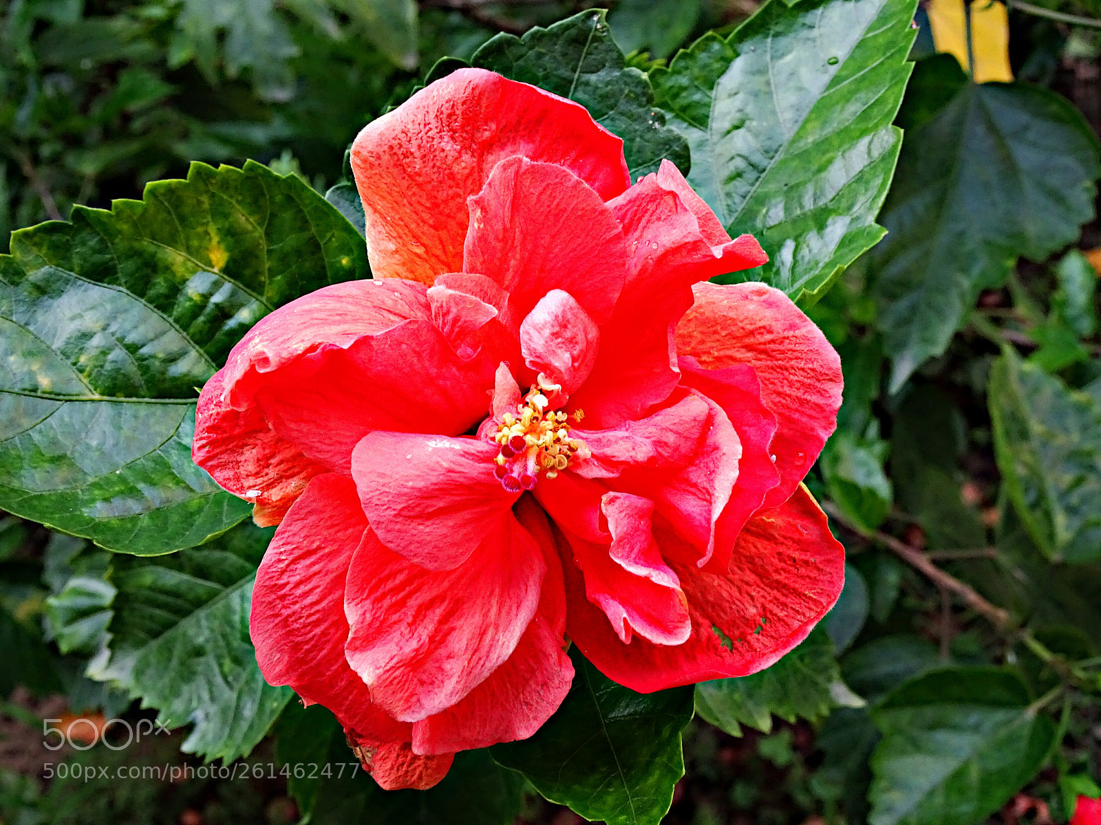 Sony Cyber-shot DSC-HX90V sample photo. Red hibiscus photography