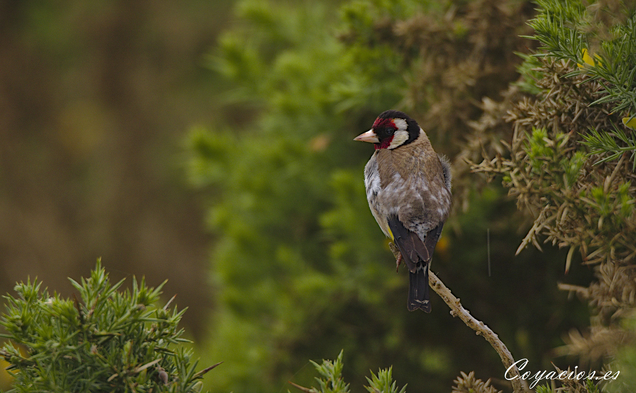 Canon EOS 7D Mark II sample photo. Jilguero (carduelis carduelis) photography