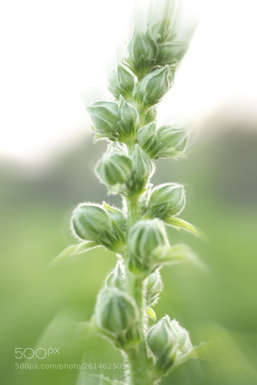 Sony SLT-A77 sample photo. Flower blurred photography