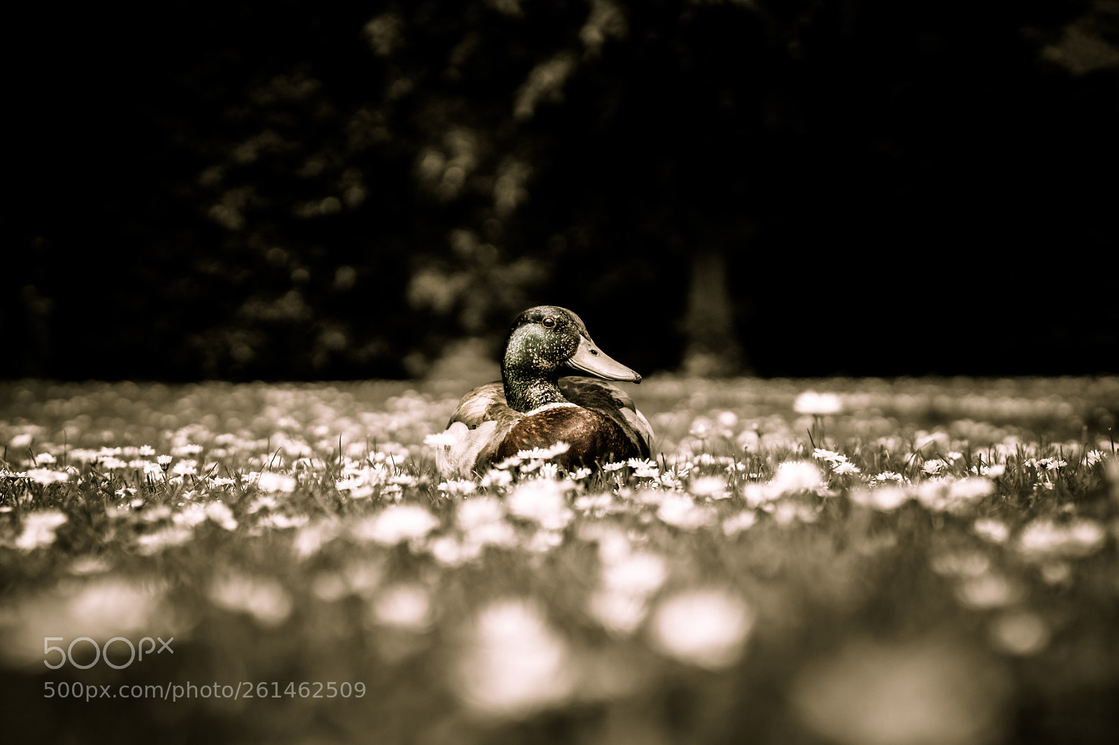 Sony a7 II sample photo. Daisy duck b w.jpg photography
