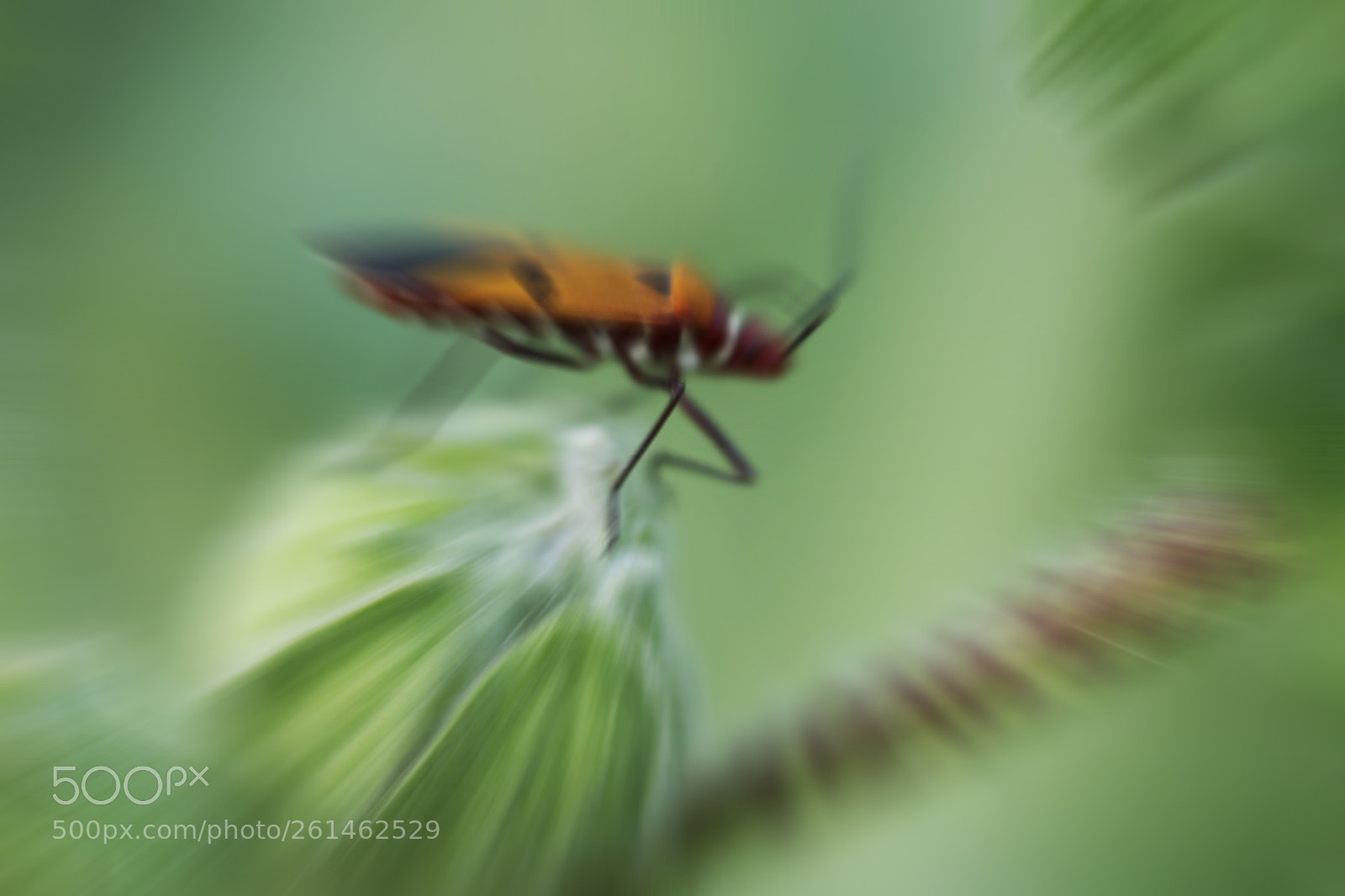 Sony SLT-A77 sample photo. Insect blurred photography