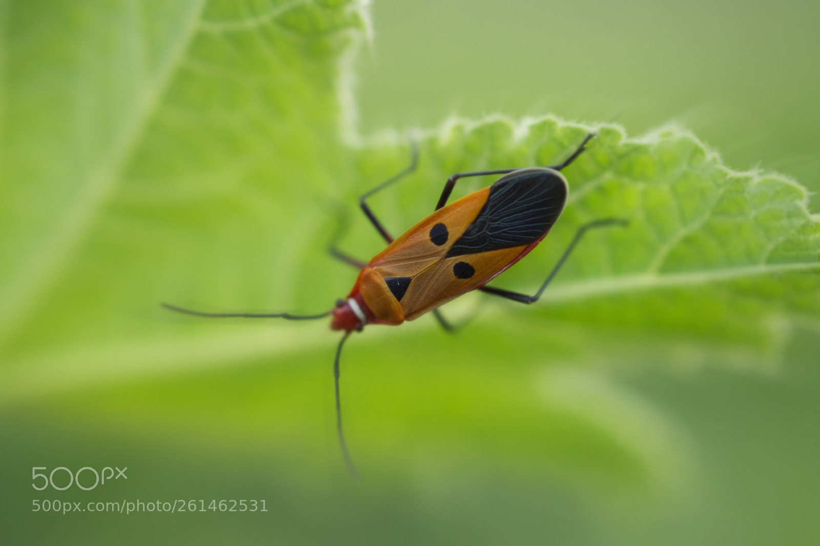 Sony SLT-A77 sample photo. Insect photography