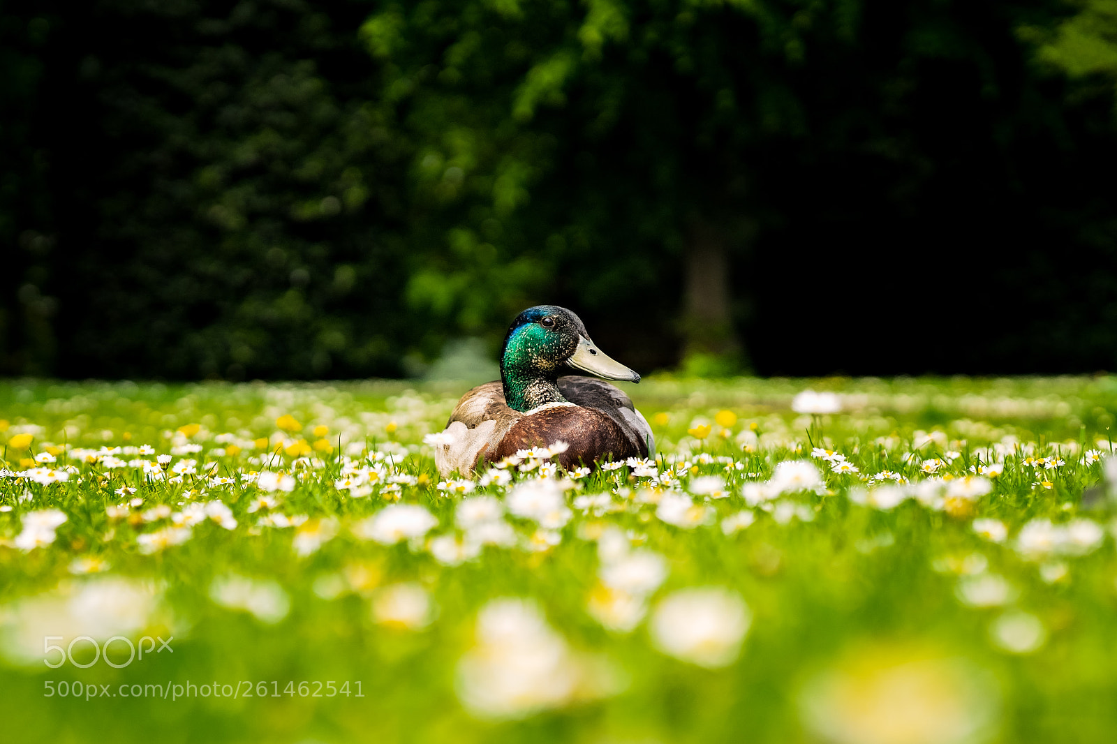 Sony a7 II sample photo. Daisy duck.jpg photography