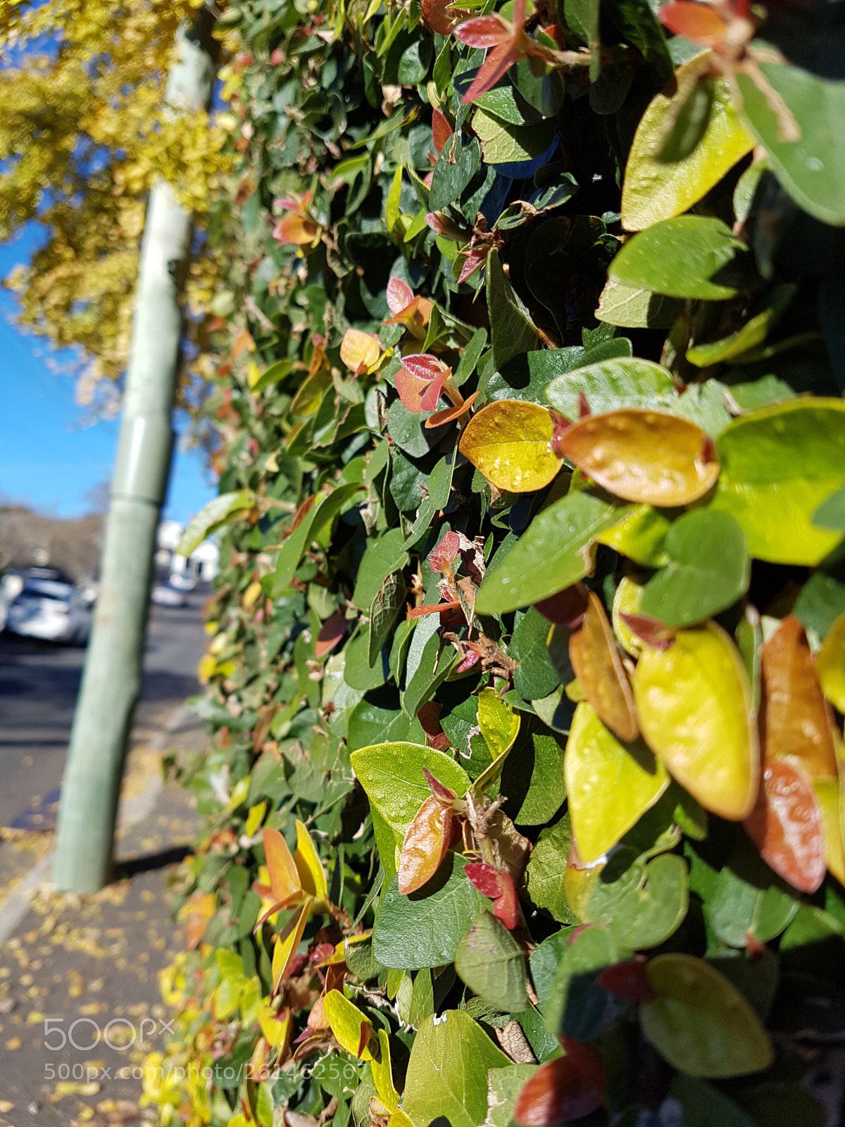 Samsung Galaxy S7 Edge sample photo. Untitled photography
