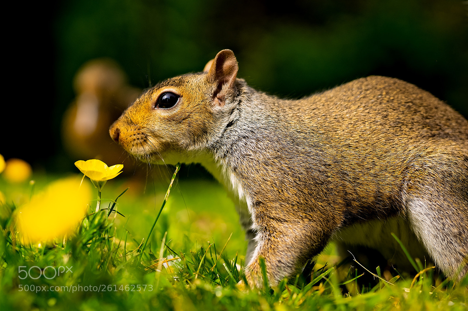 Sony a7 II sample photo. Smelling the flowers.jpg photography