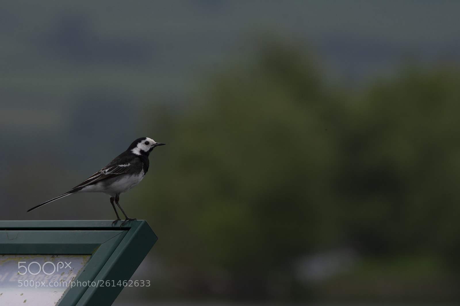 Nikon D7100 sample photo. Pied wagtail photography