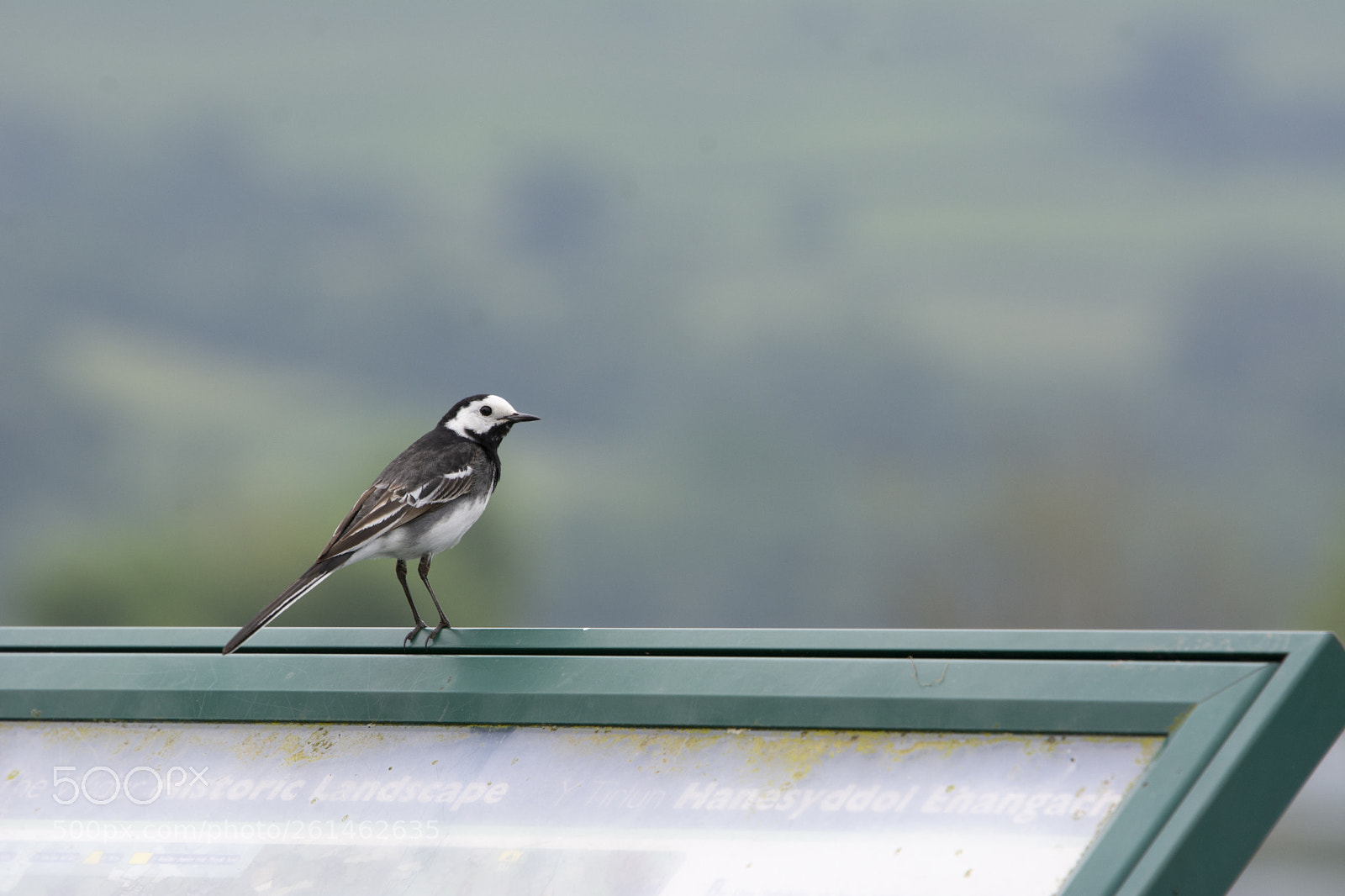 Nikon D7100 sample photo. Pied wagtail photography