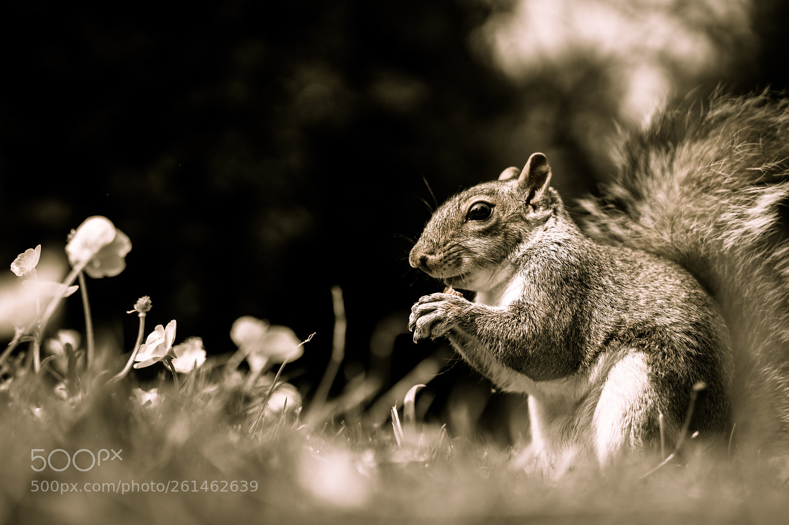 Sony a7 II sample photo. Flowers b&w.jpg photography