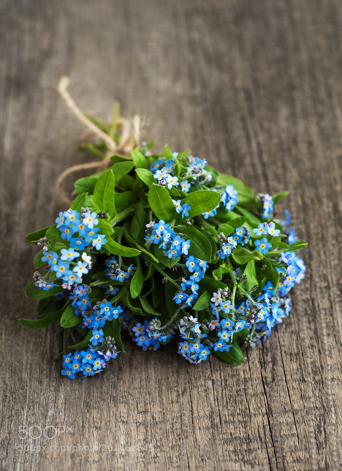 Nikon D750 sample photo. Forget me nots flowers photography