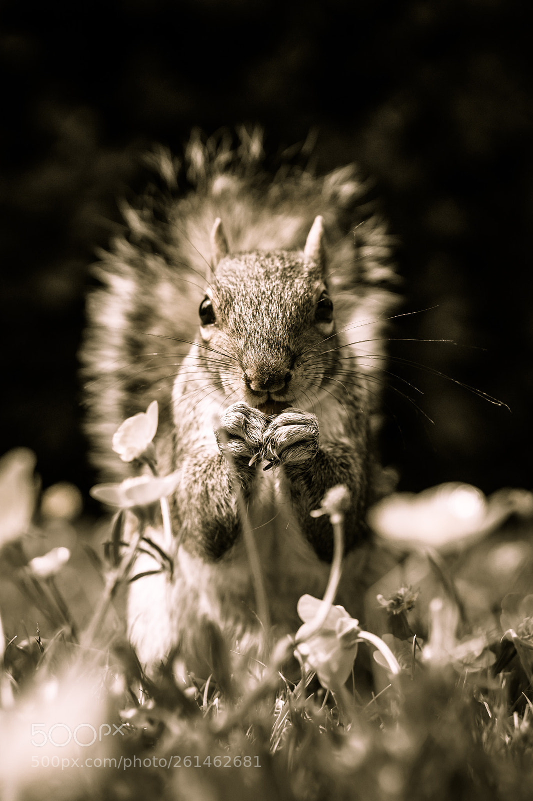 Sony a7 II sample photo. Portrait.jpg photography