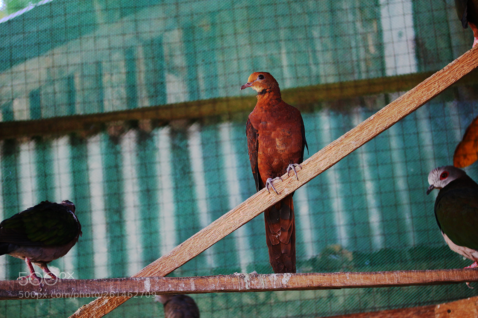 Canon EOS 700D (EOS Rebel T5i / EOS Kiss X7i) sample photo. Rare wild doves photography