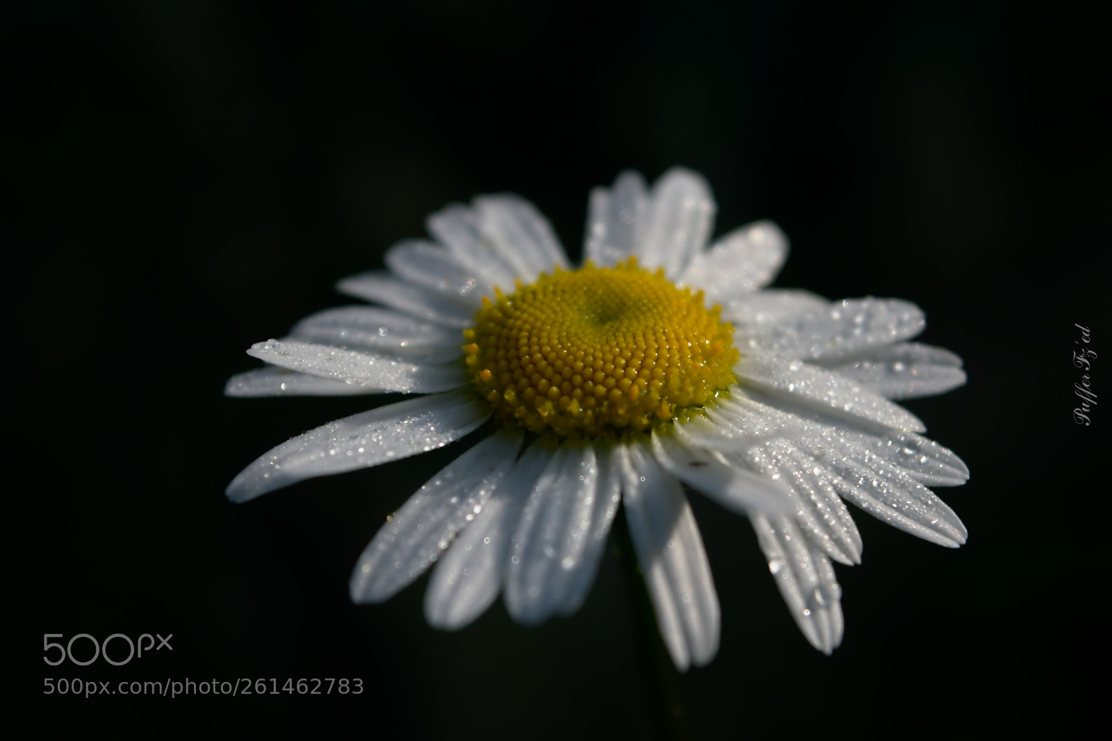 Nikon D3300 sample photo. Flower photography